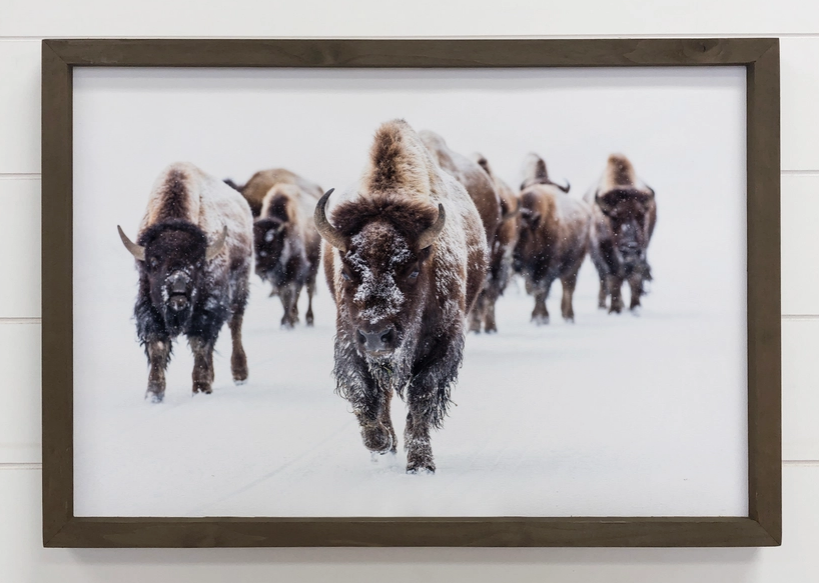 Wood Framed Wildlife Photography - Bison Group