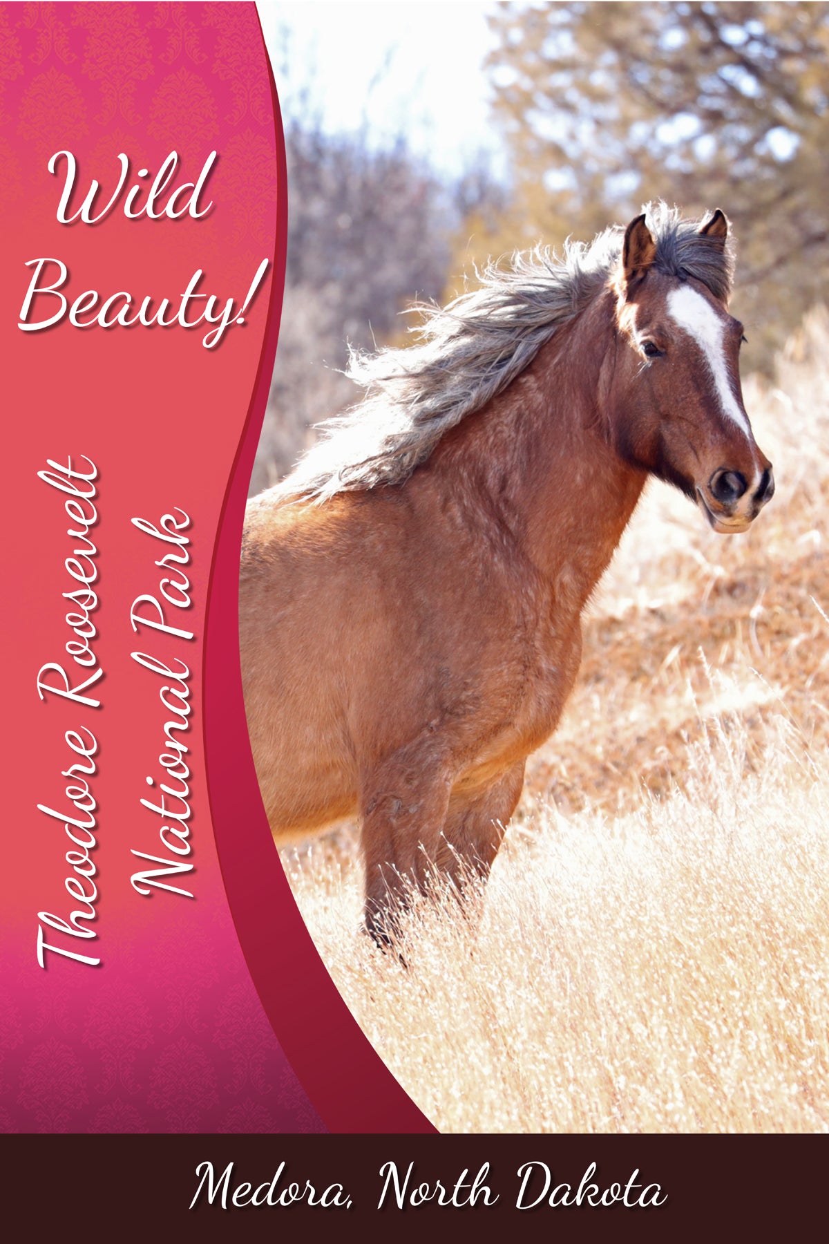 Chasing Horses Postcards