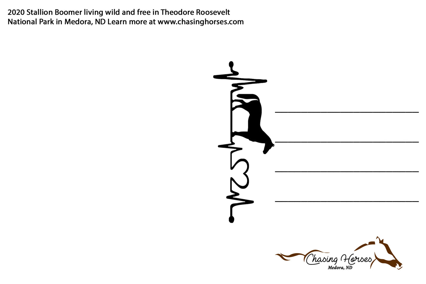 Chasing Horses Postcards
