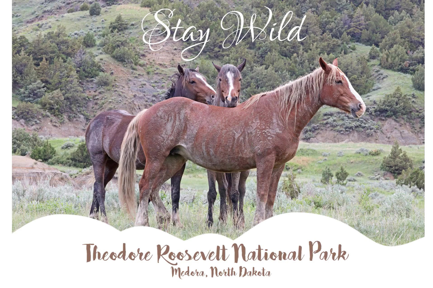 Chasing Horses Postcards