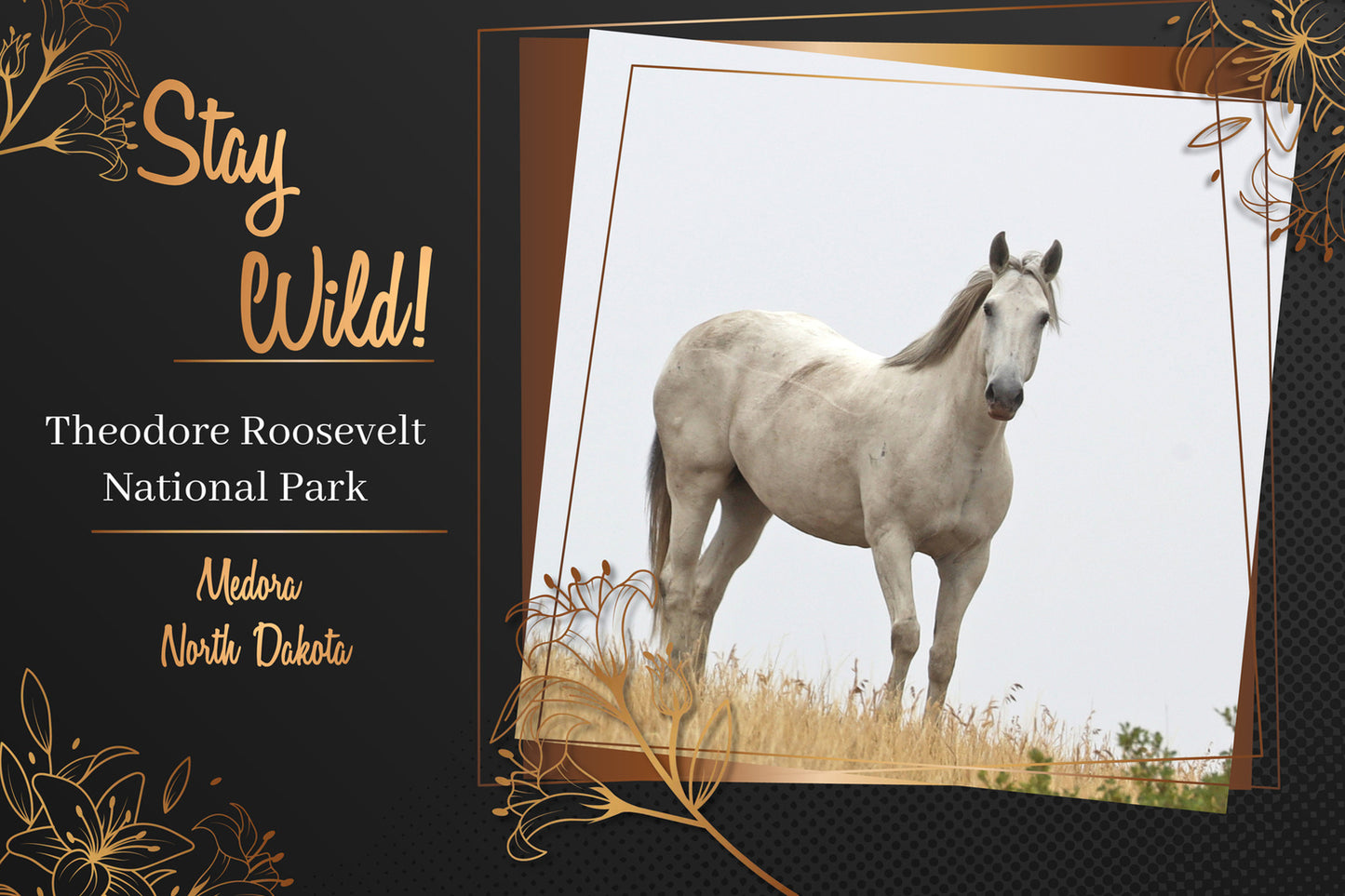 Chasing Horses Postcards