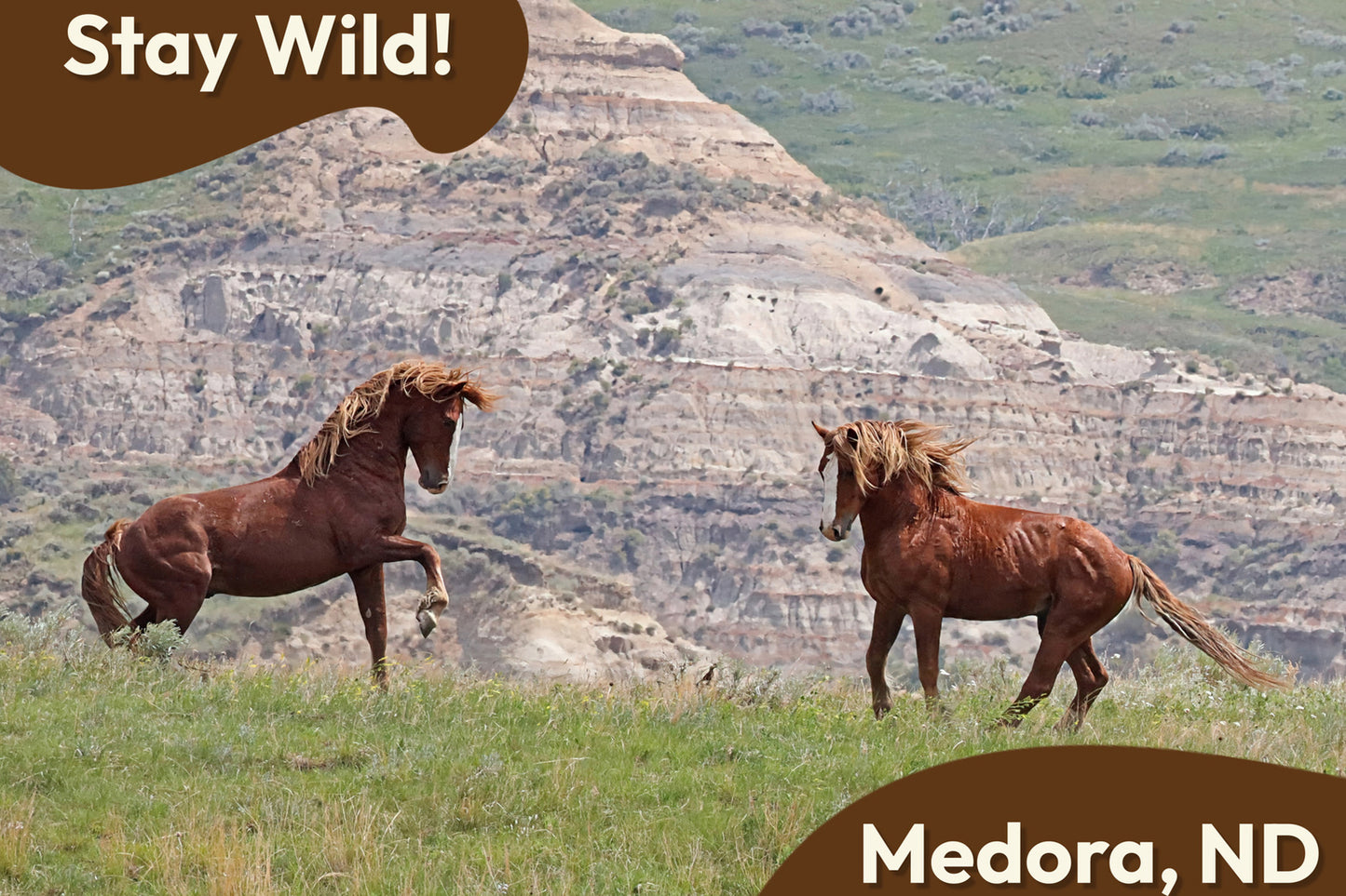 Chasing Horses Postcards