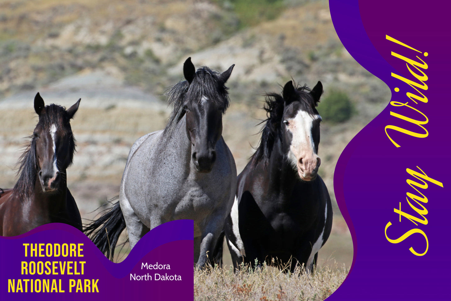 Chasing Horses Postcards