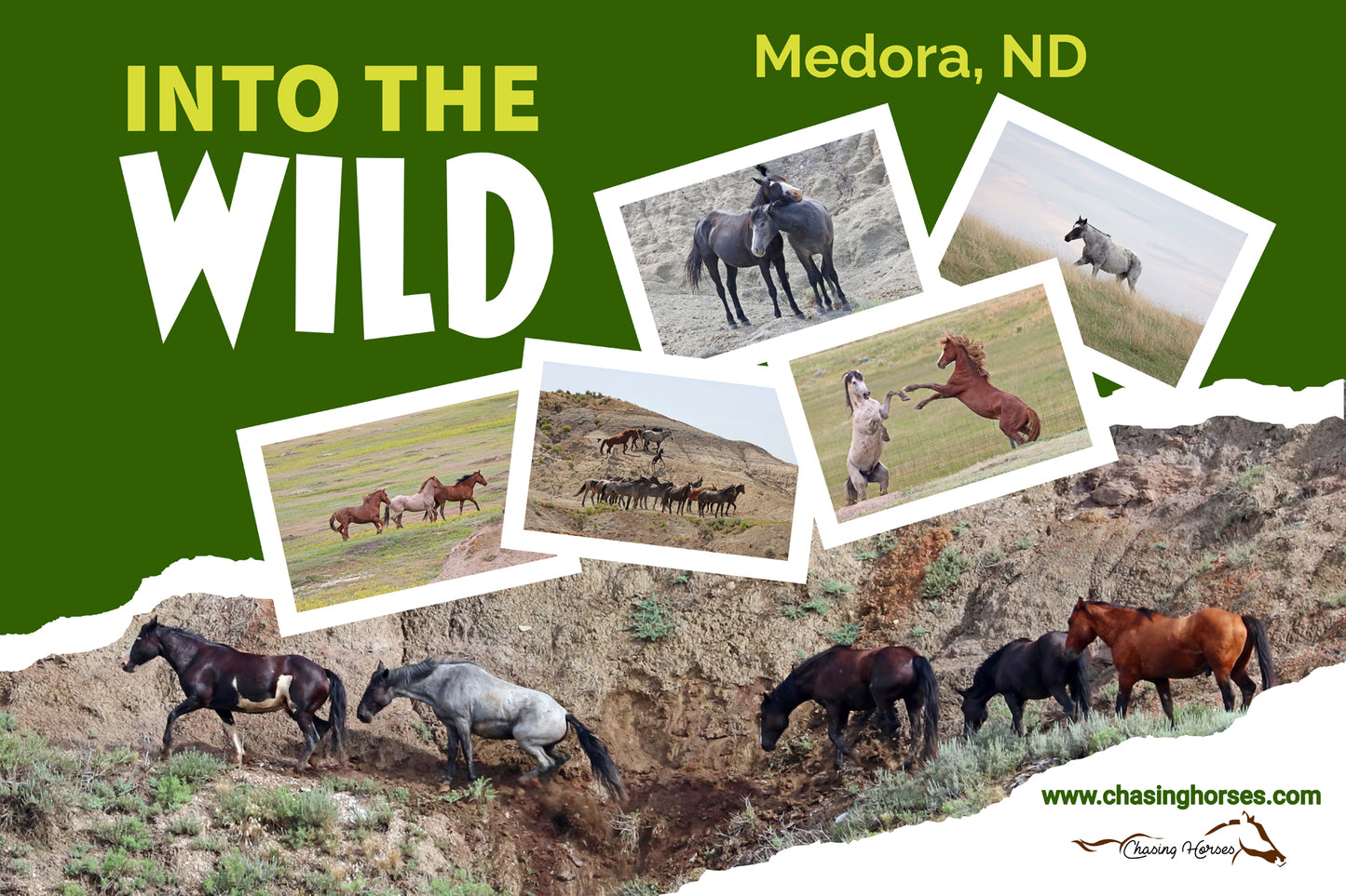 Chasing Horses Postcards