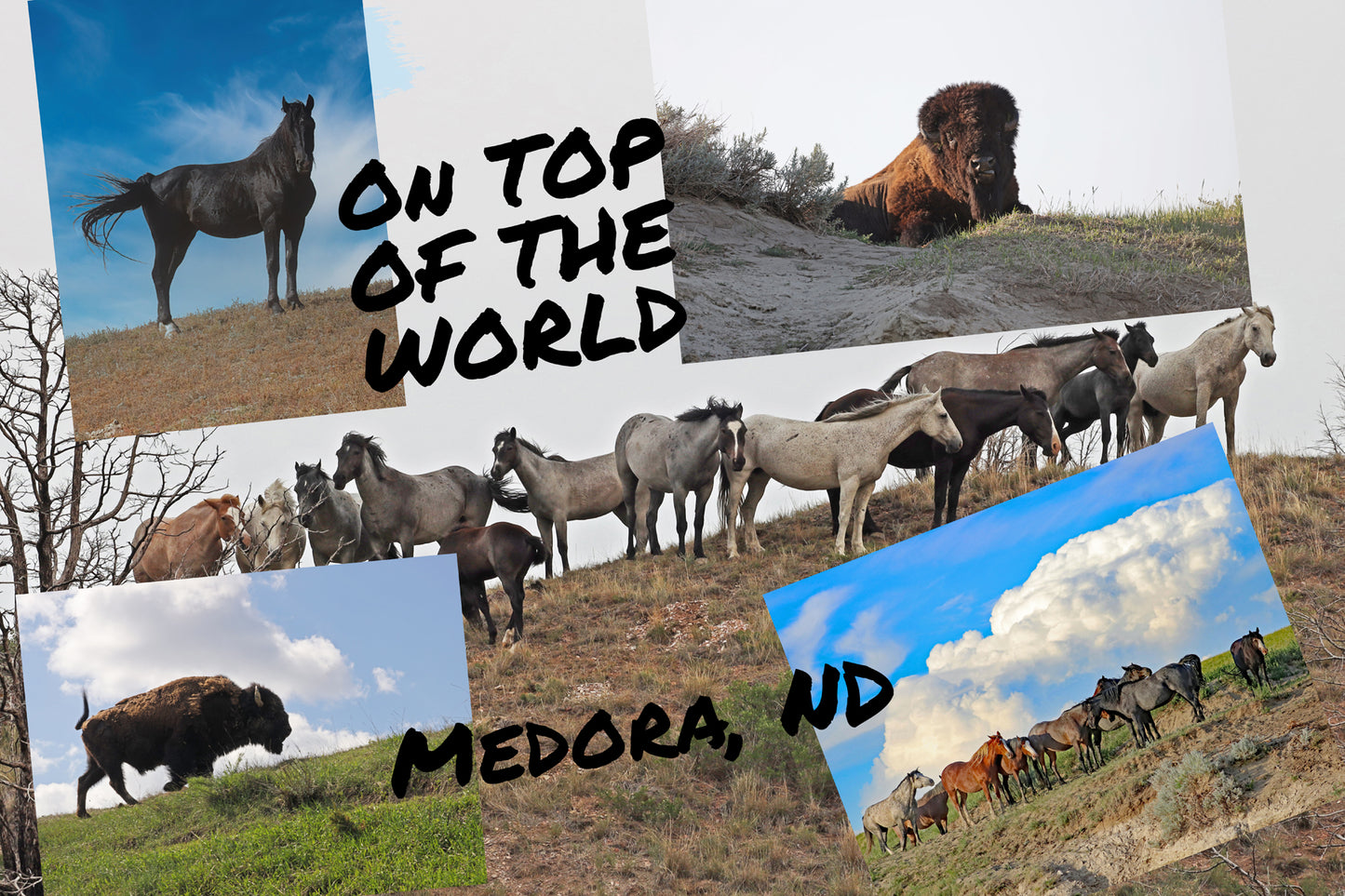 Chasing Horses Postcards
