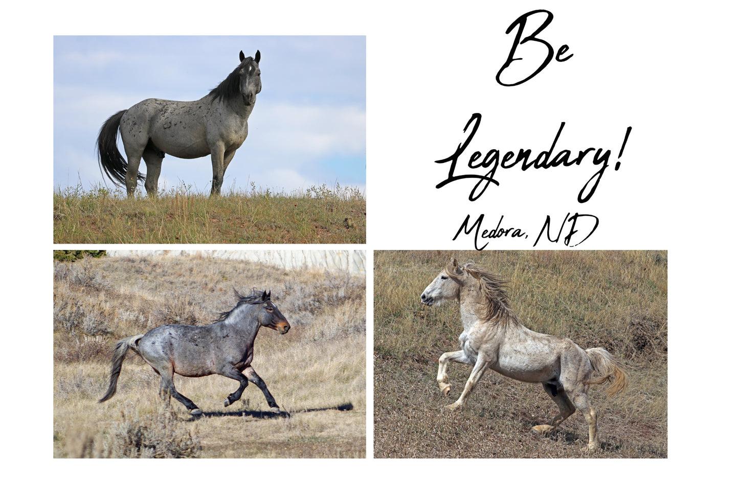 Chasing Horses Postcards