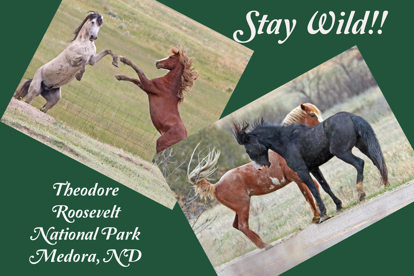 Chasing Horses Postcards