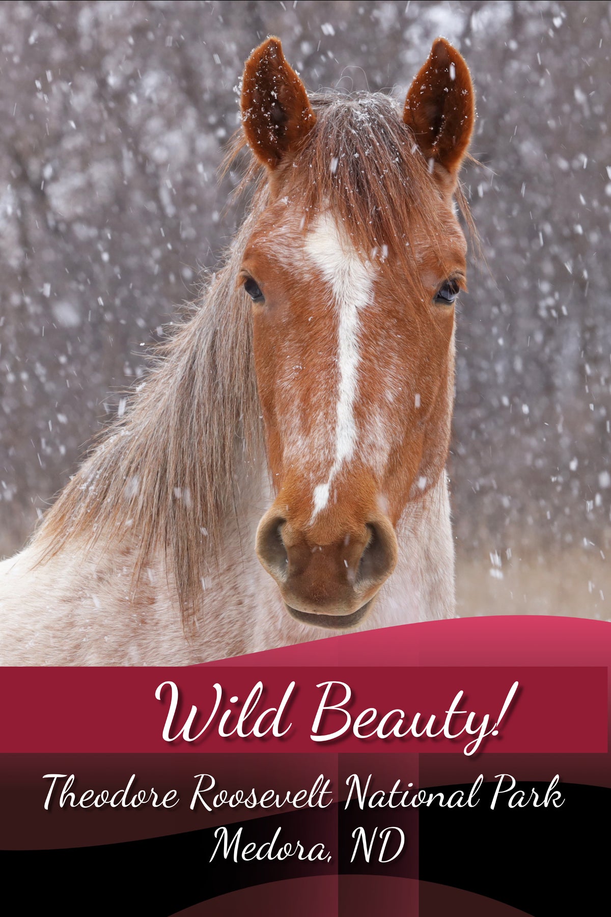 Chasing Horses Postcards