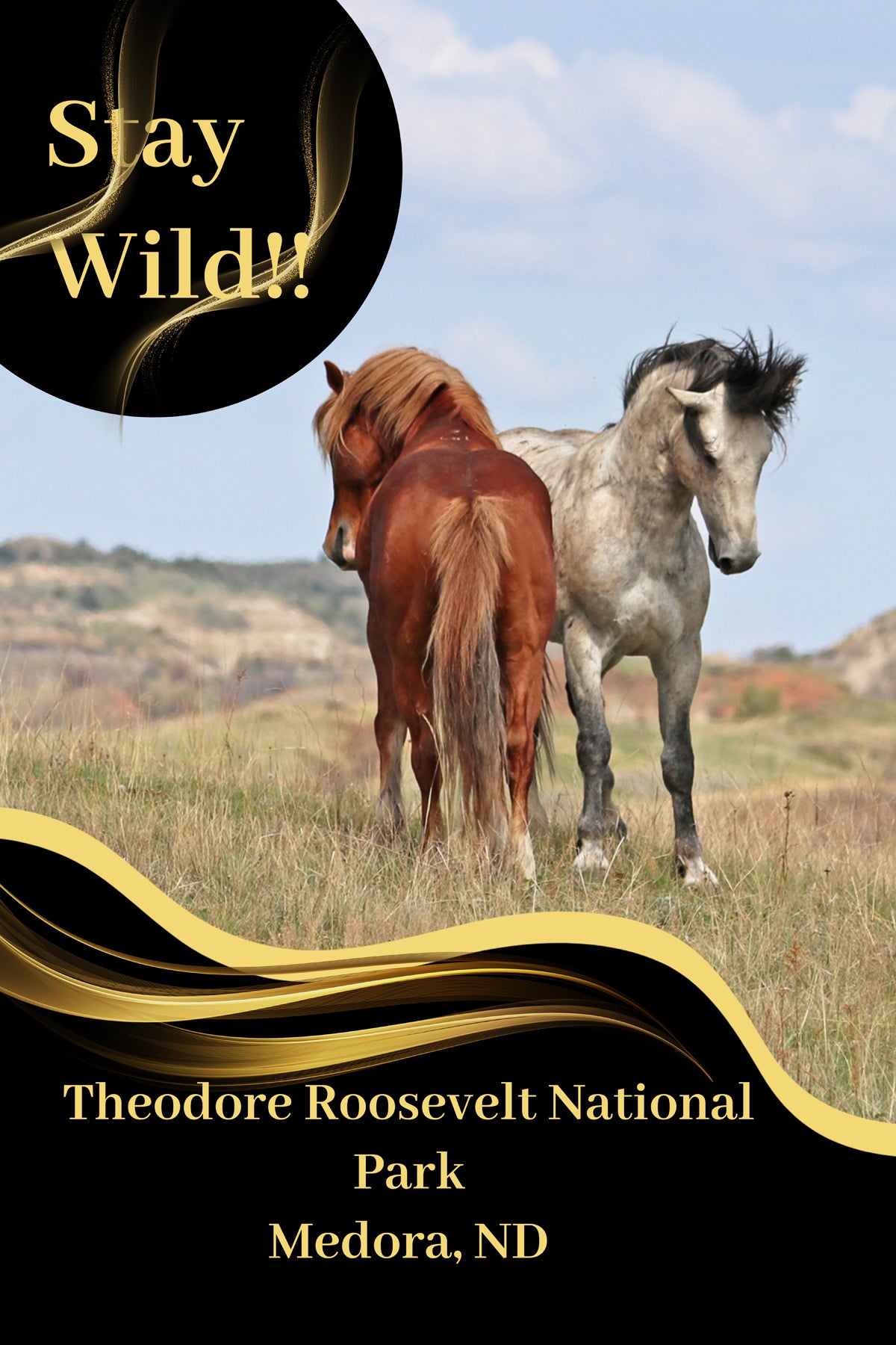 Chasing Horses Postcards
