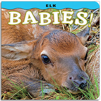 Elk Babies!