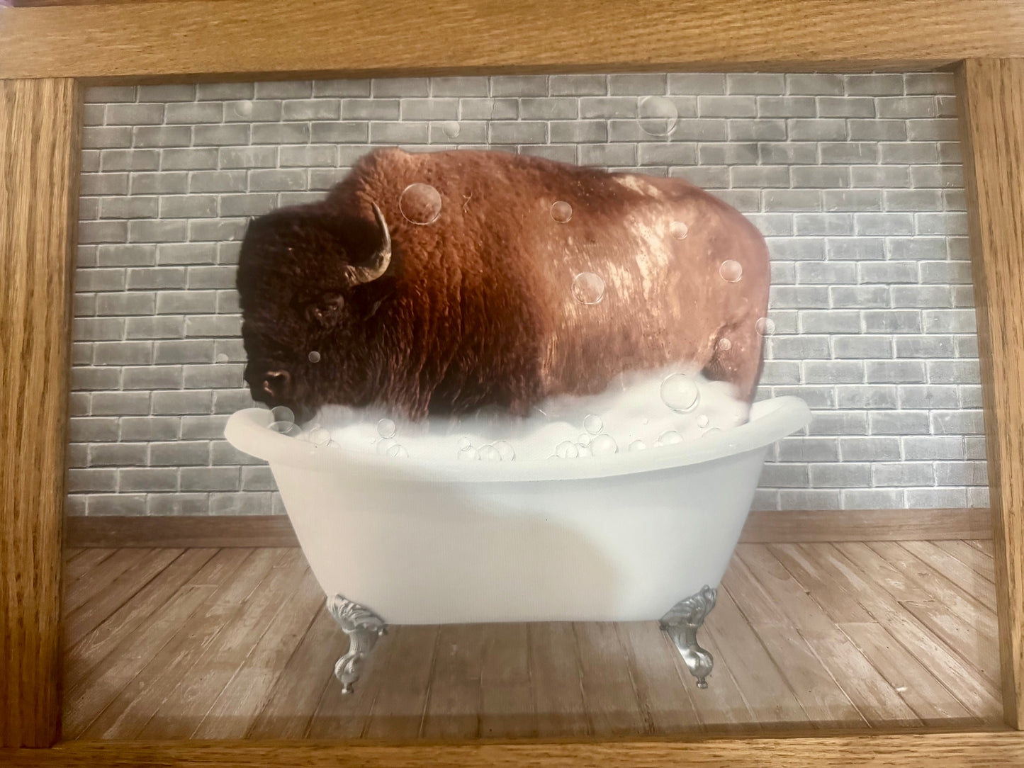 TRNP Bison in the Bathtub