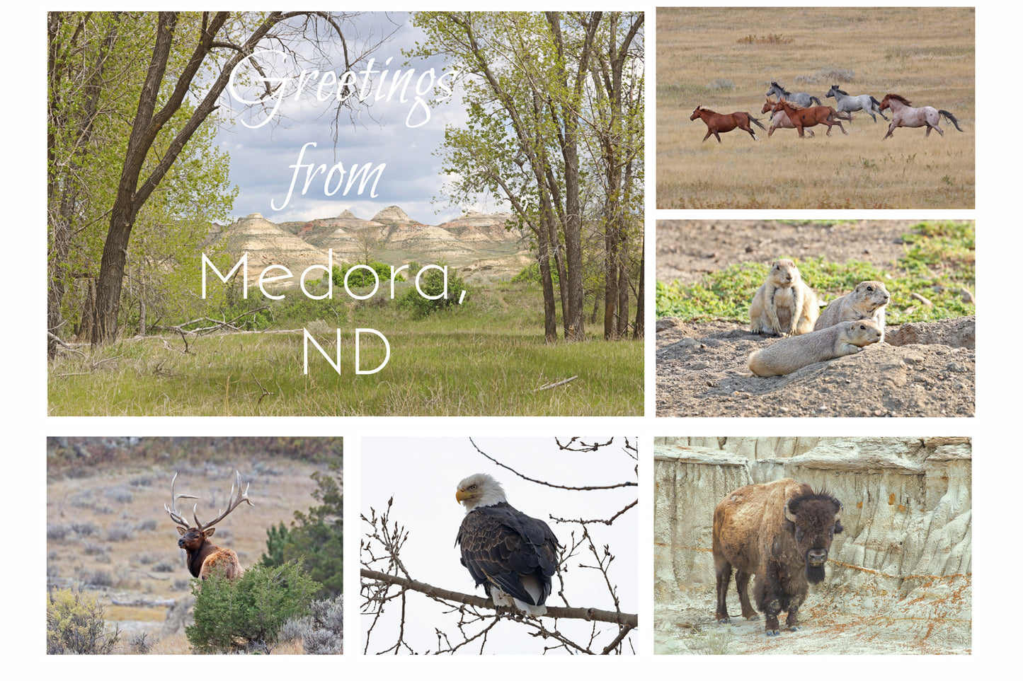 Chasing Horses Postcards
