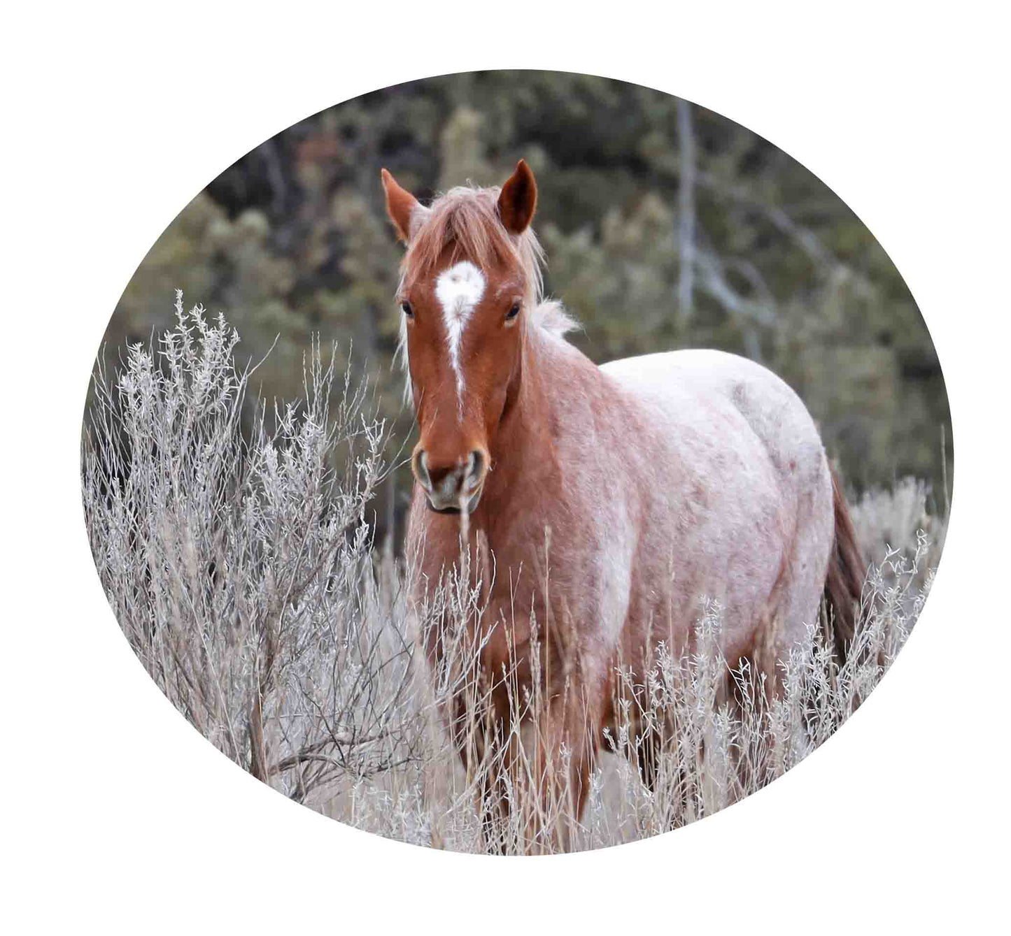 Chasing Horses wish bracelet
