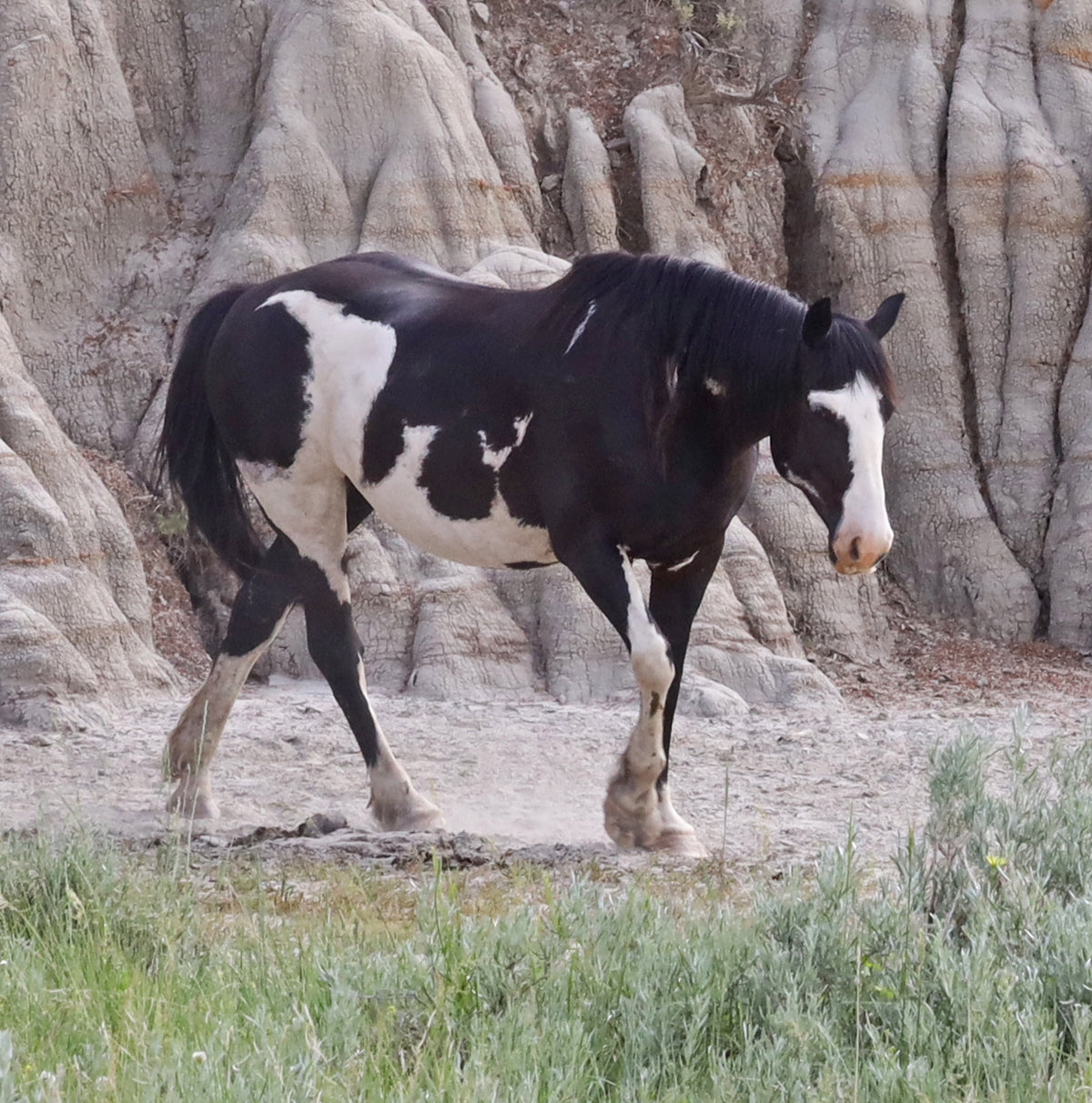 Chasing Horses 2023 slate coasters