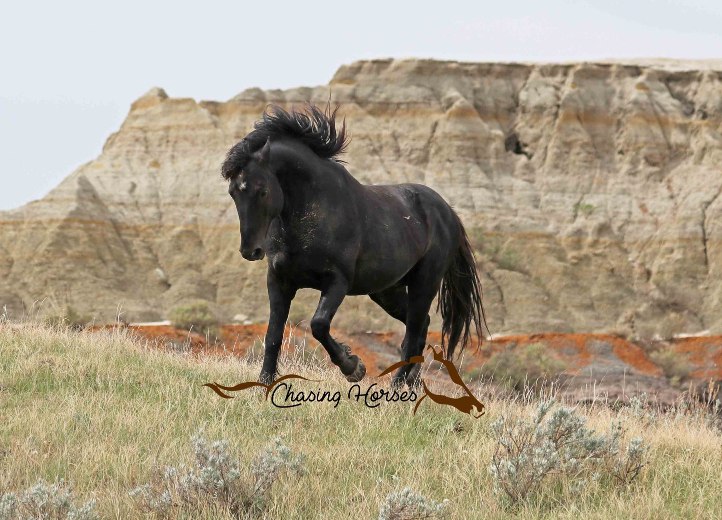 Stallion Mystery 7 Print