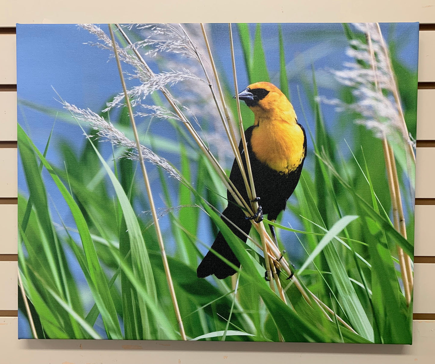 Local Artist Albert Myran Jr. 16x20 Yellow Headed Black Bird