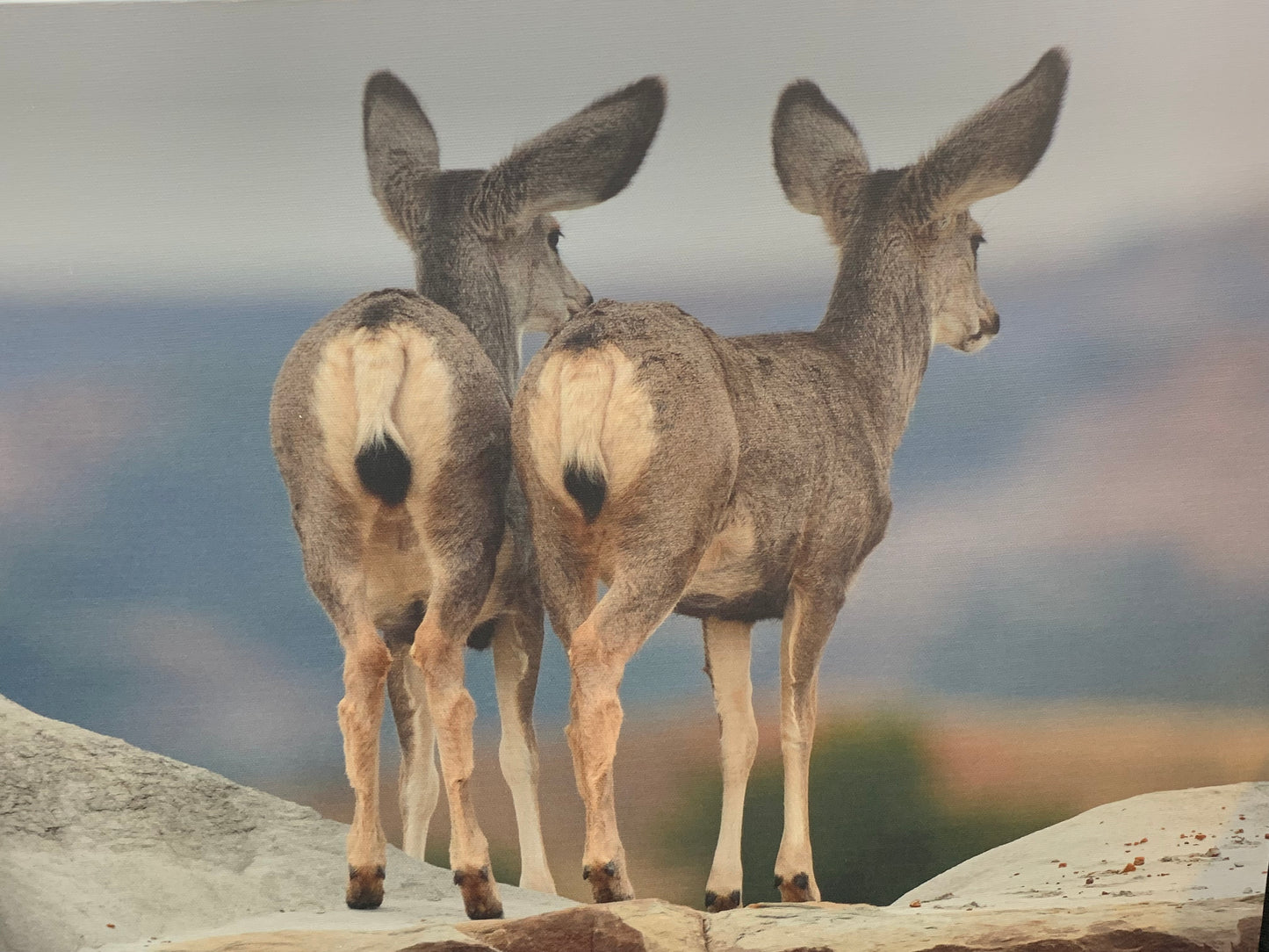 Local Artist Albert Myran Jr 16 x 20 2 fawns canvas print