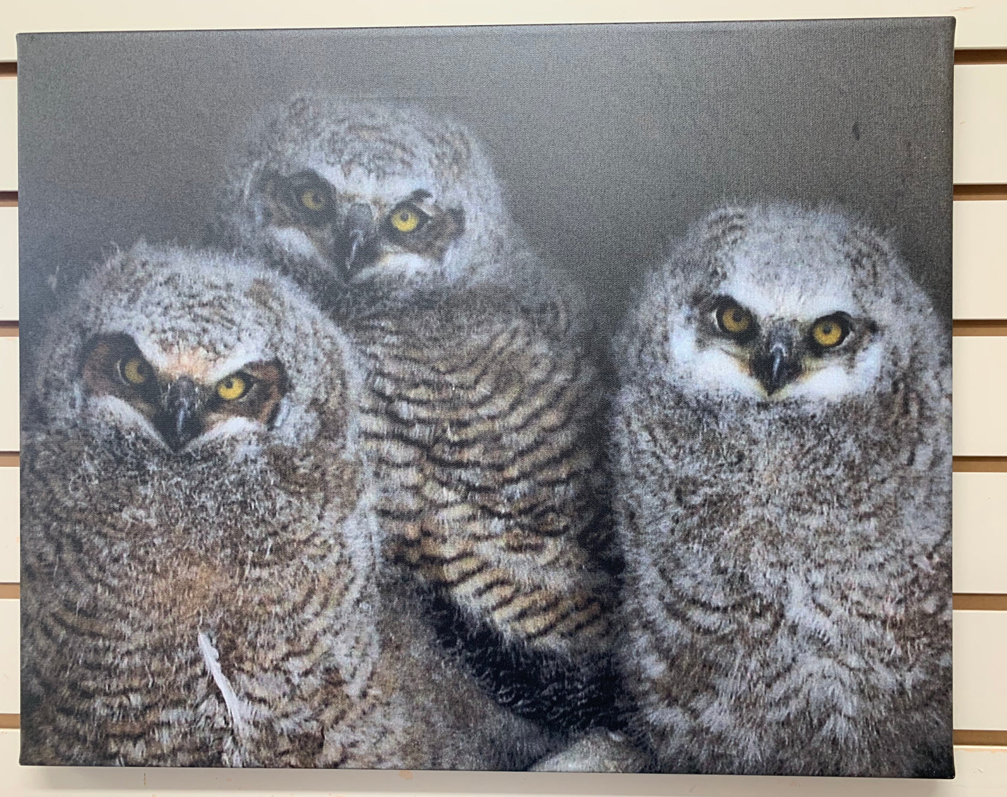 Local Artist Albert Myran Jr. 16x20 Trio of Owlettes