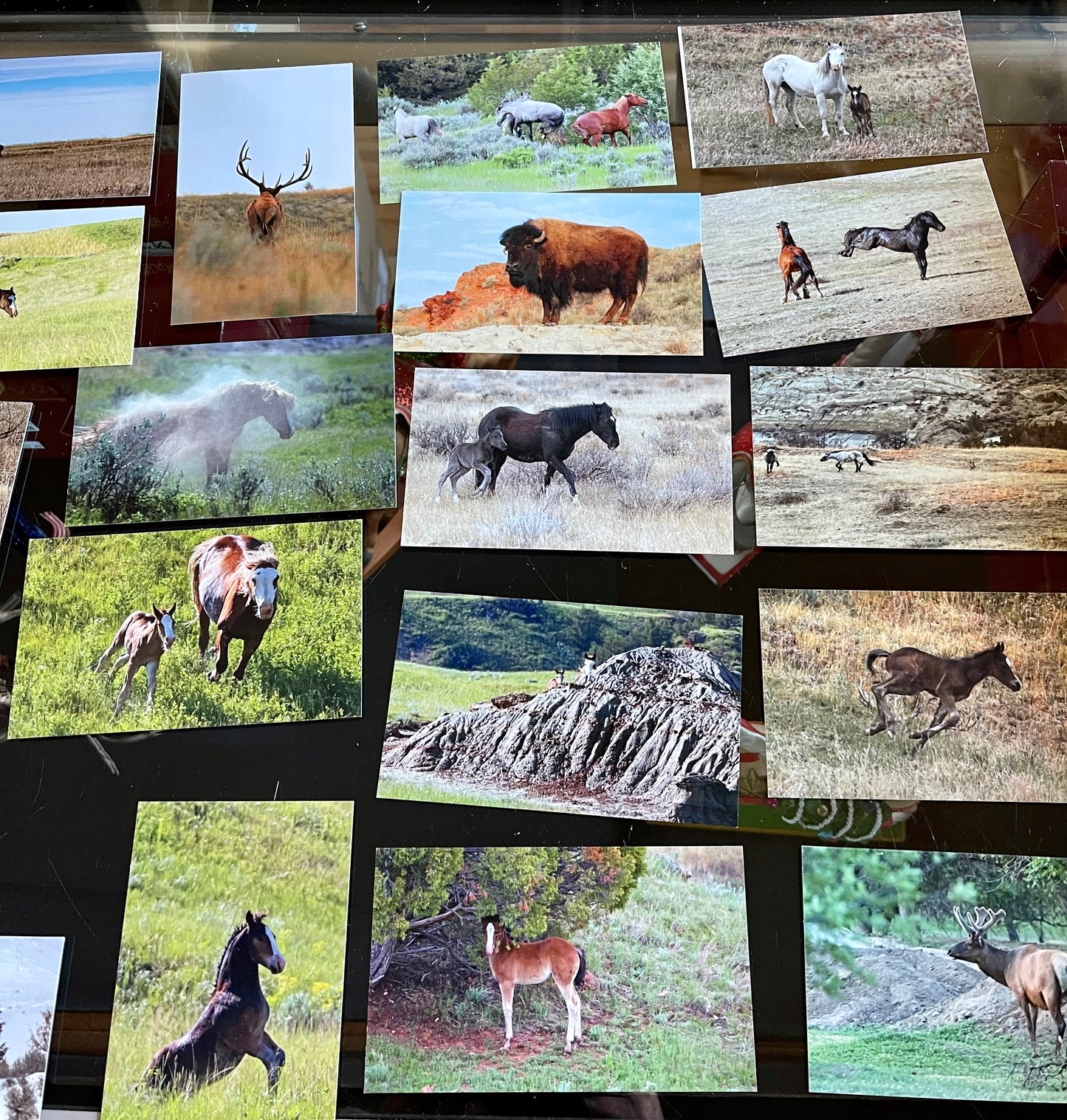 Chasing Horses 3x5 card grab bag