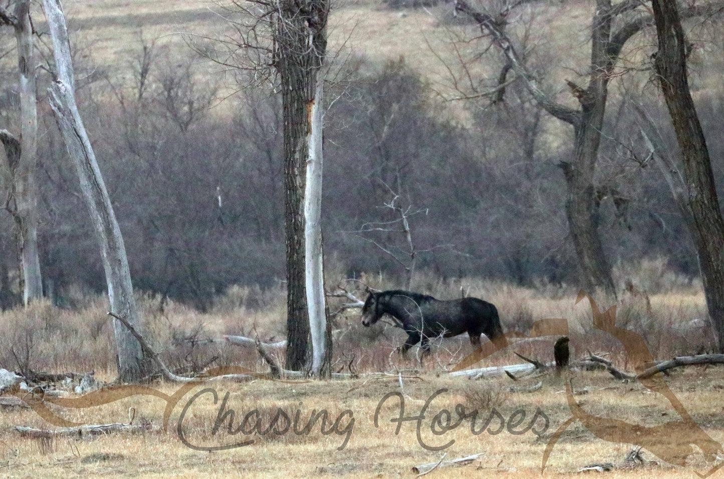 Stallion Ranger 2 Print