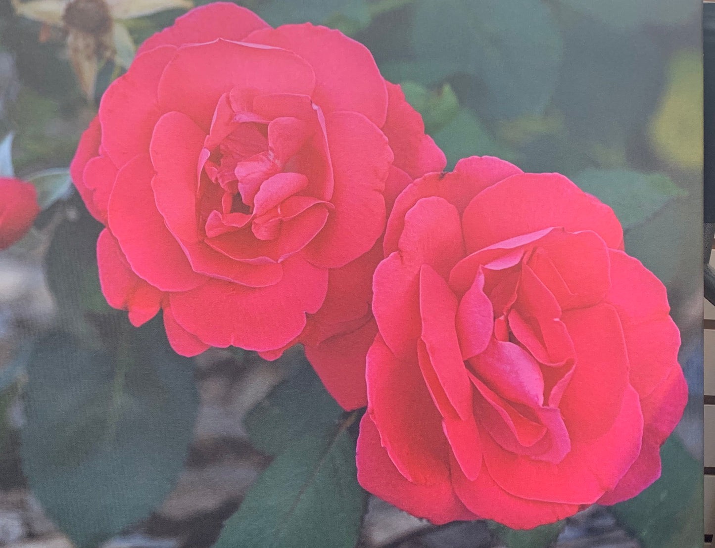 Local Artist Albert Myran Jr 16 x 20 Roses canvas print