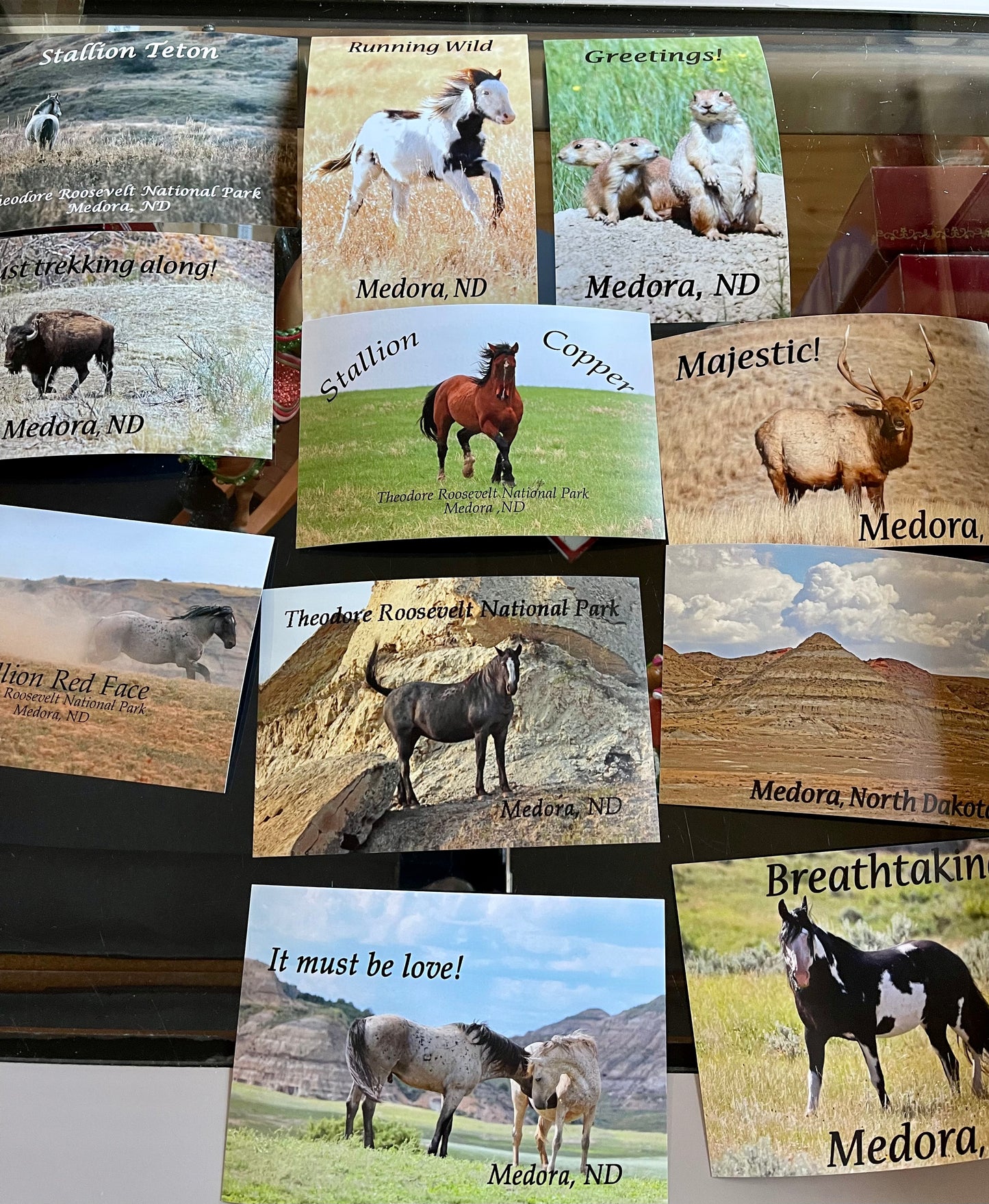 6 Chasing Horses Post Cards