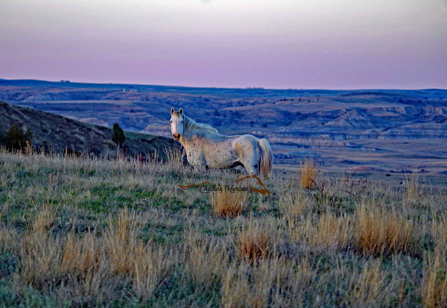 Stallion Singlefoot Print