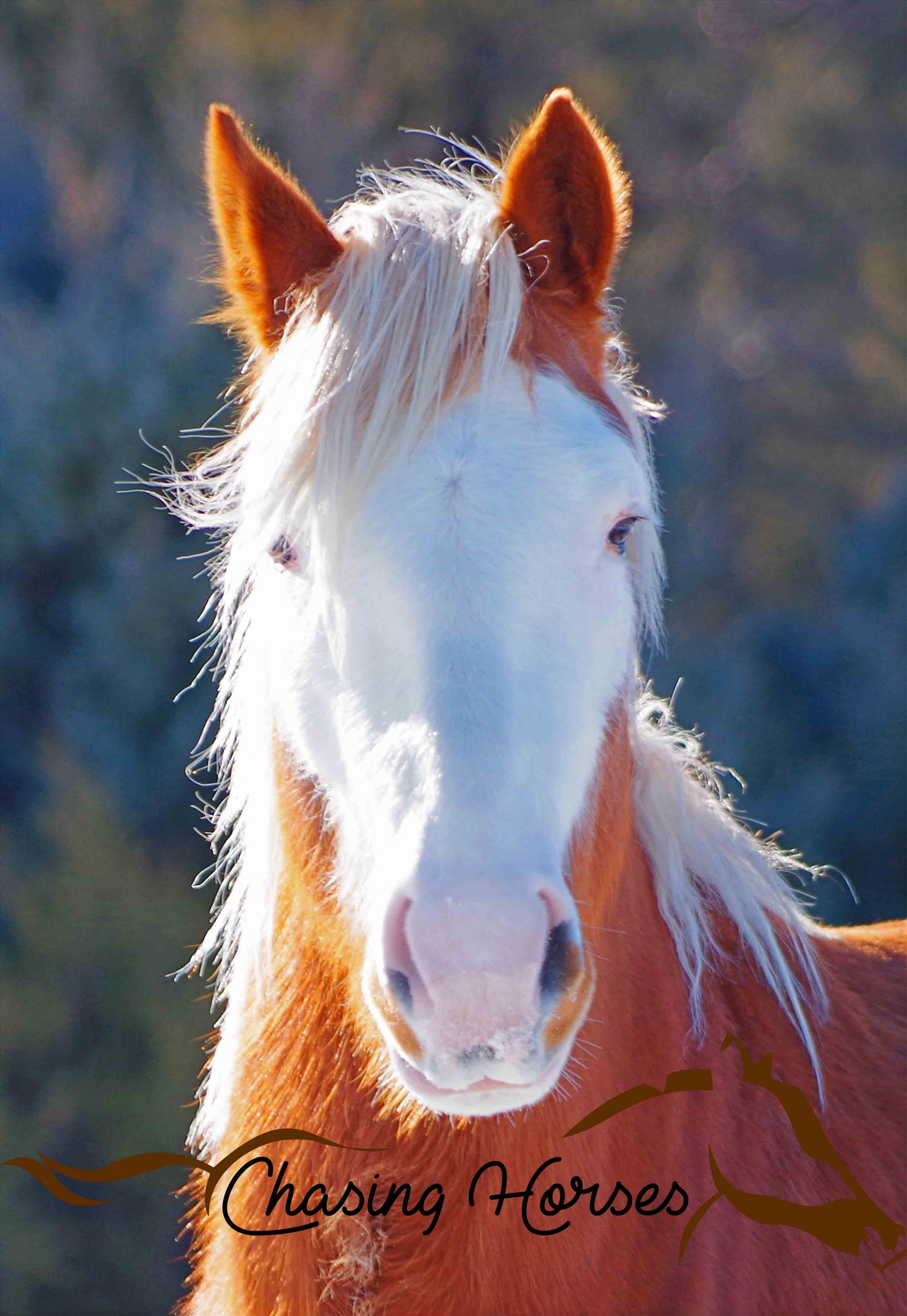 Stallion Yoakum 5 Print