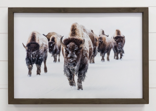 Wood Framed Wildlife Photography - Bison Group