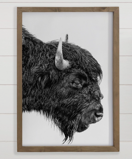 Bison Portrait - Framed