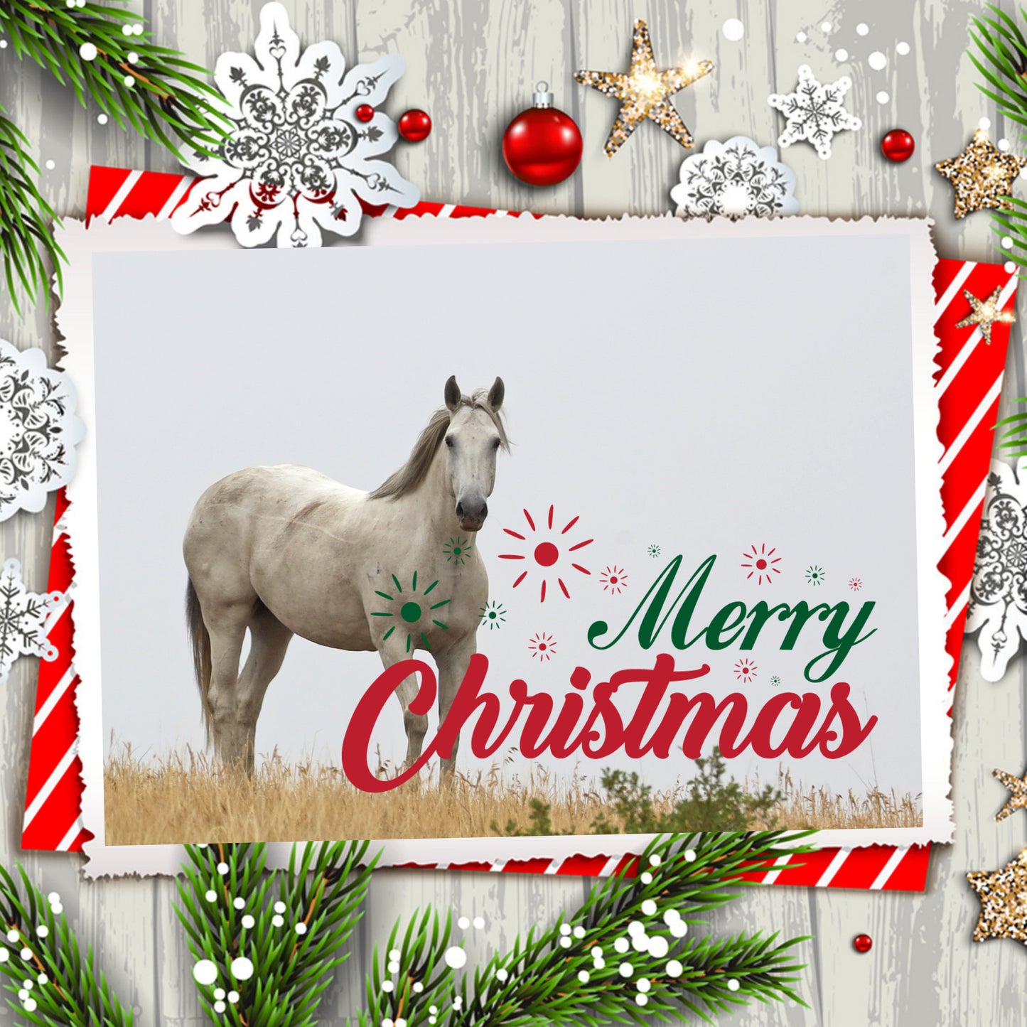 2024 Chasing Horses Christmas Cards