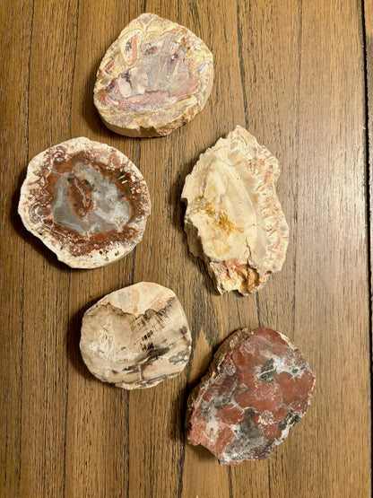 Petrified Wood Slices