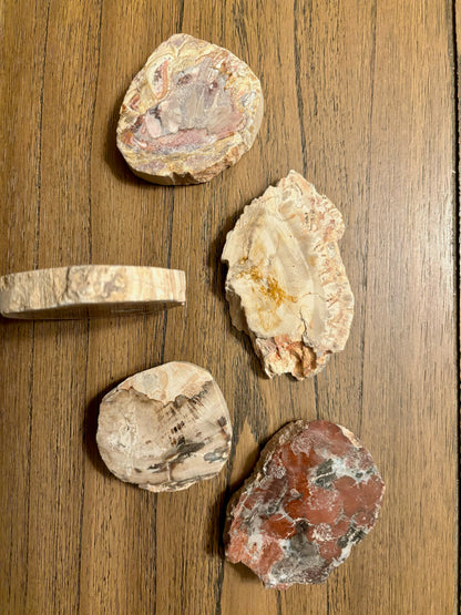 Petrified Wood Slices