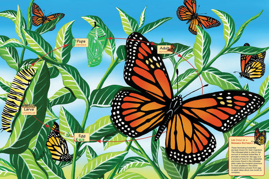 Lifecycle of a Monarch Butterfly floor puzzle