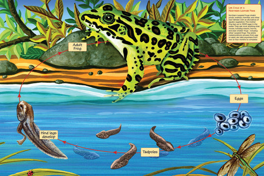 Lifecycle of a Northern Leopard Frog floor puzzle