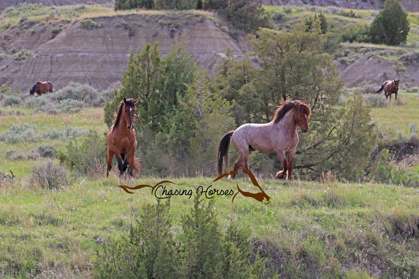 Stallions Copper & Ollie Jr print