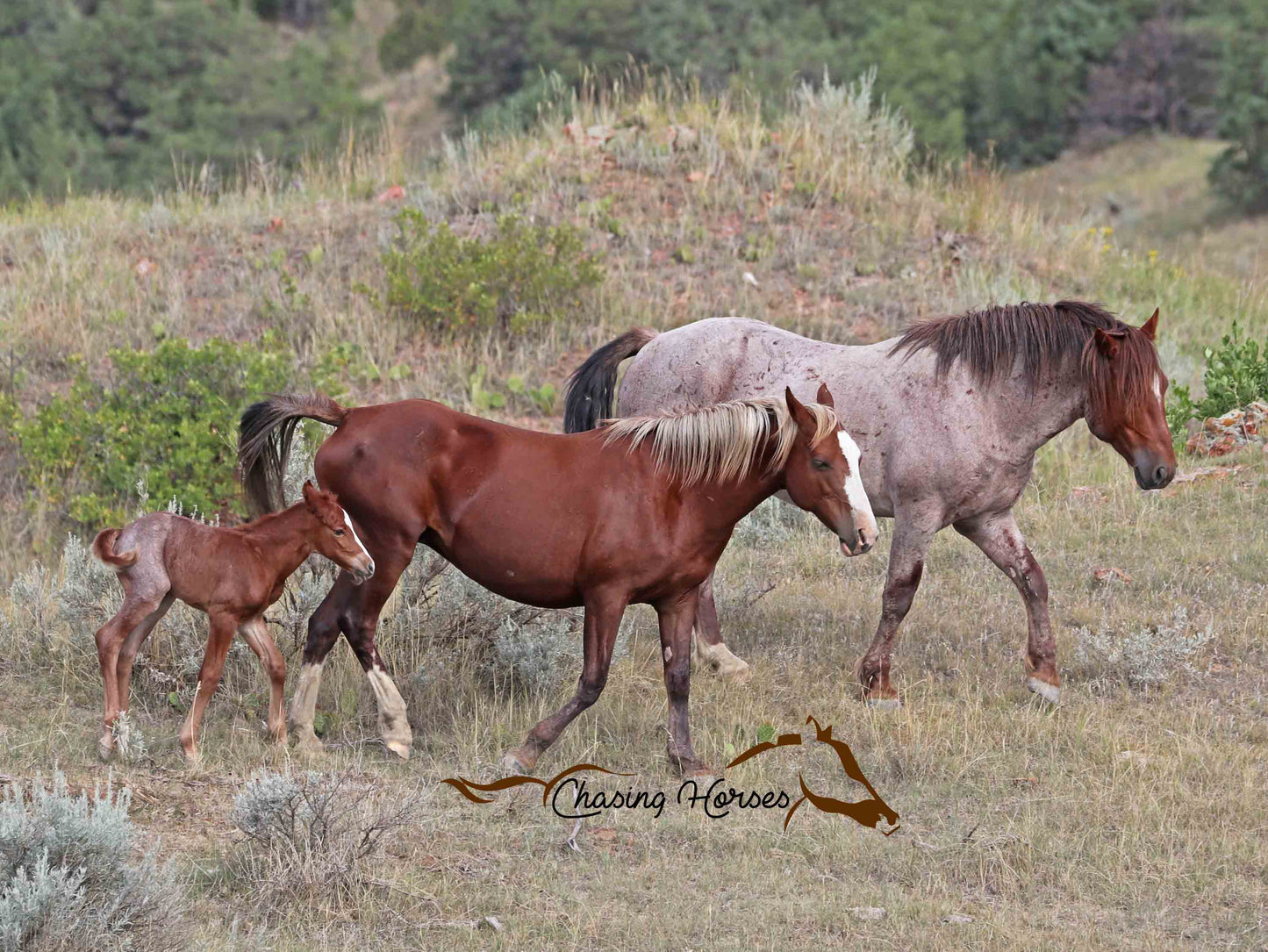 Stallion Ollie Jr, Mare Autumn and Filly Bess print