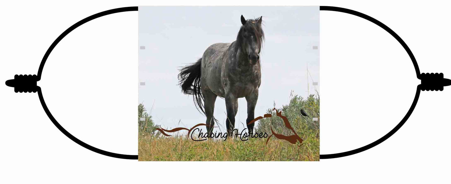 Chasing Horses Adult  Face Masks