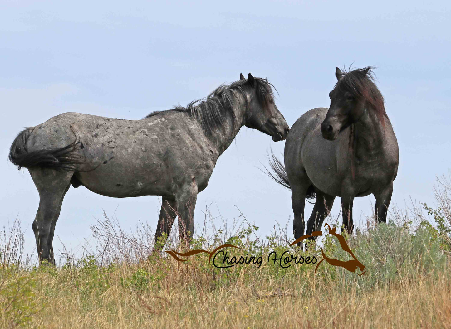 Mare Cowgirl & Stallion Xander 2 Print