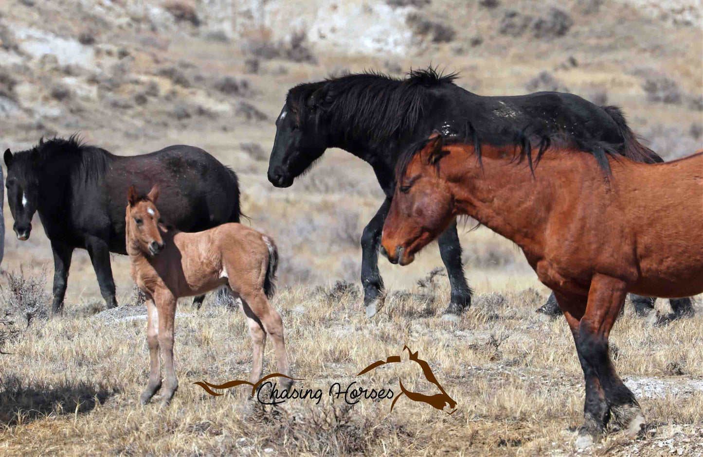 Stallion Copper and 2019 Filly Agasii 8x10 print