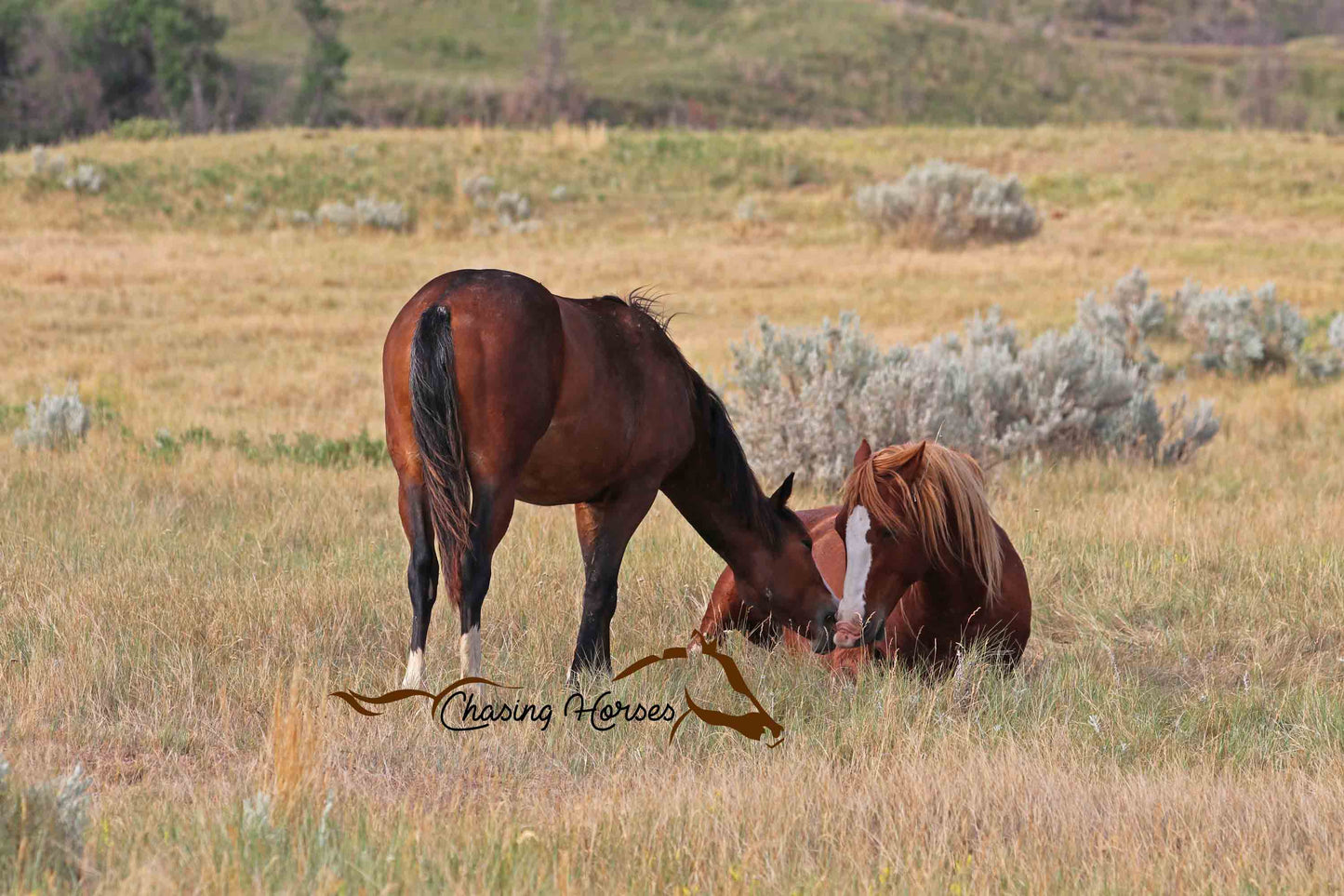 Stallion Flax and 2019 Filly Amargo 2 Print
