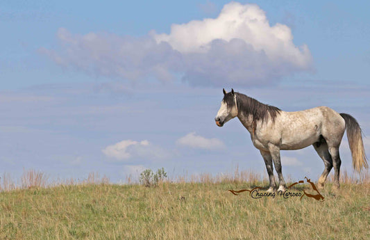 Stallion Arrowhead 11 Print