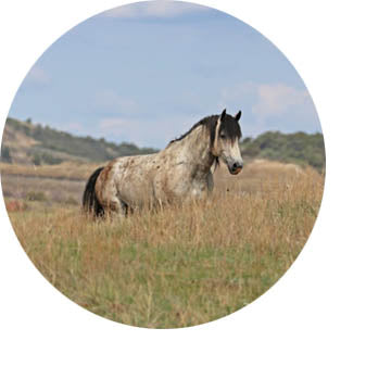Chasing Horses Necklaces