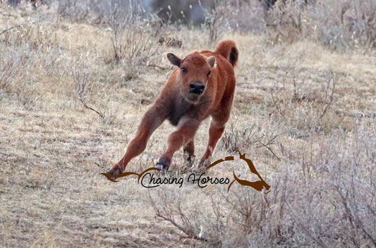 Bison Calf 2 8x10 print