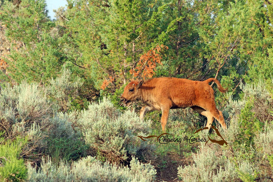 Bison Calf 8x10 print