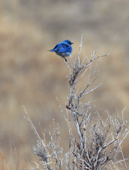 Bluebird  Print