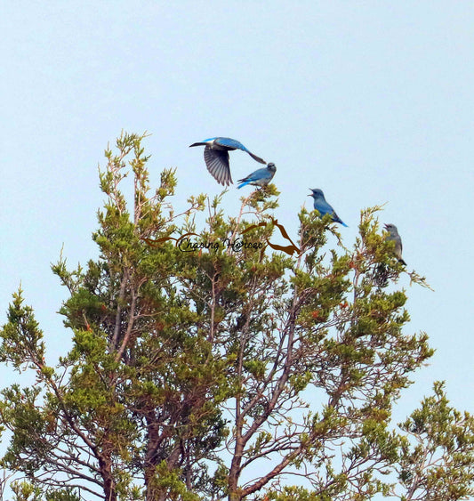 Bluebirds 5x7 print