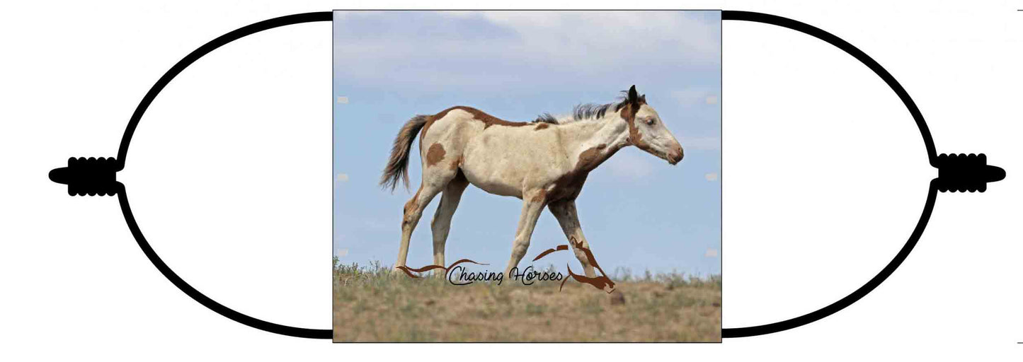 Chasing Horses Adult  Face Masks