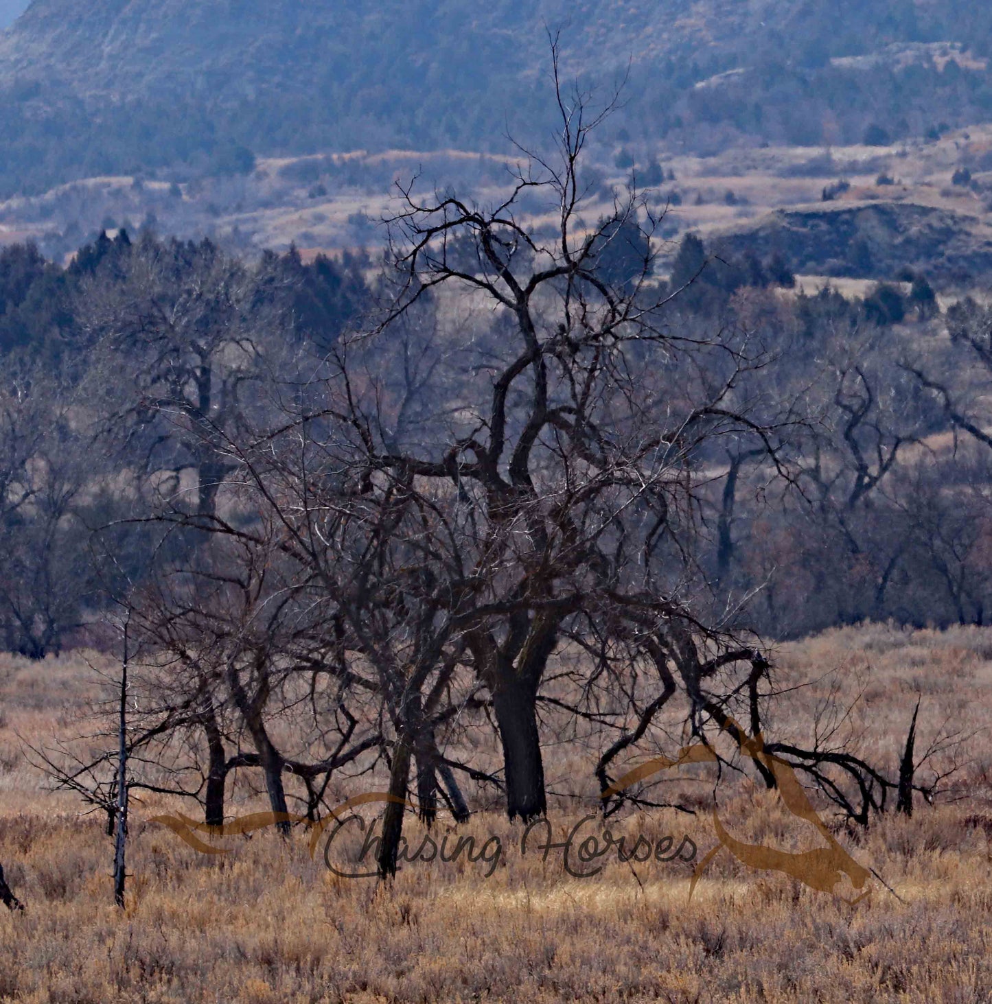 Rickety Tree Print