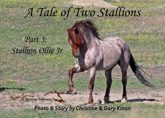 A Tale of Two Stallions ~ Part 3: Stallion Ollie Jr.